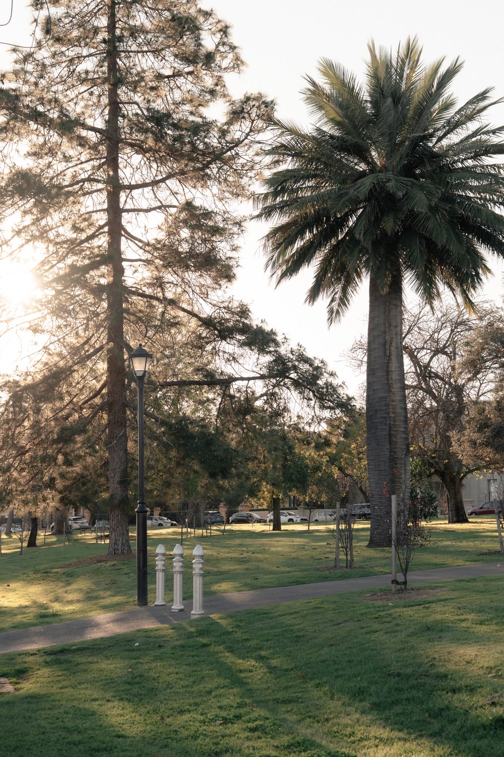 Beneath the trees — North Adelaide lifestyle